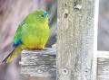 Orange-bellied parrots are critically endangered and propped up by a captive breeding program. (Supplied/AAP PHOTOS)