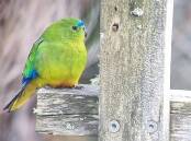 Orange-bellied parrots are critically endangered and propped up by a captive breeding program. (Supplied/AAP PHOTOS)