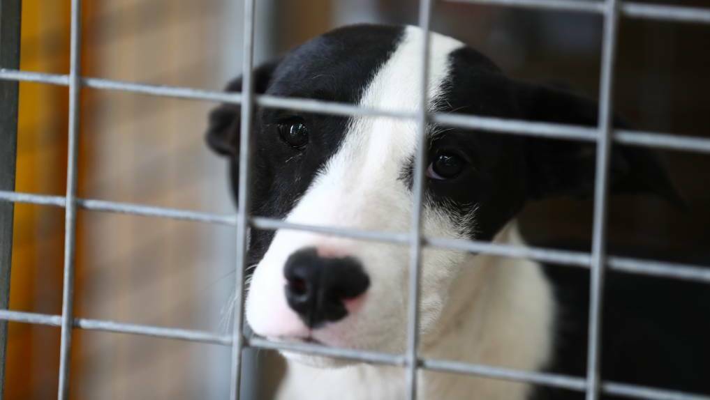 Bathurst Small Animal Pound temporarily closed after parvovirus outbreak. File picture