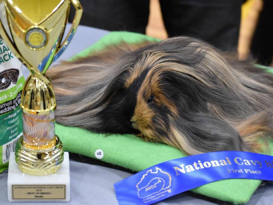 The Peruvian long haired guinea pig is one of 40 breeds which will appear at the show. Picture supplied