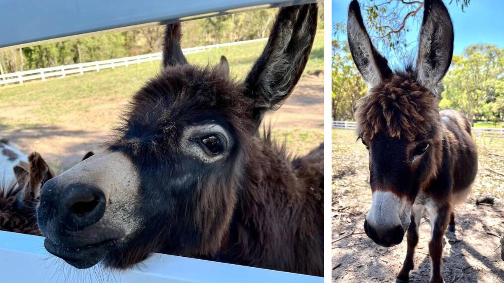 Miniature donkeys from Bathurst's Croftdown Farm, Sadie and Luna will debut at Robbie Carroll's Molong Stores on Easter Monday from 12pm to 1pm. Picture supplied.