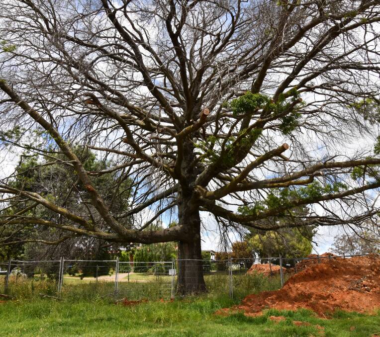 "Dead" historic Pin Oak on Borrodell Drive in Orange, December 2022. Picture by Carla Freedman 