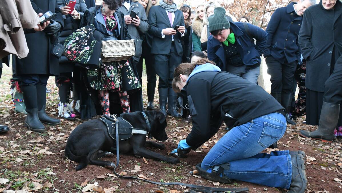 Dog hunts for truffles at the event in 2019. Picture by Jude Keogh 