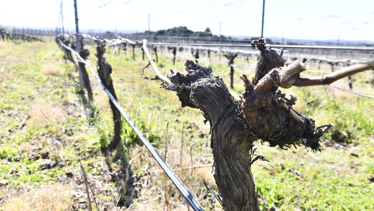Vines at See Saw Wines near Lake Canobolas. Picture by Jude Keogh