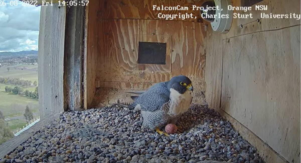 Diamond with the first egg she laid this year on Friday. Picture supplied