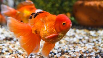 Having a plan to transport your fish will be essential in an emergency. Photo Shutterstock