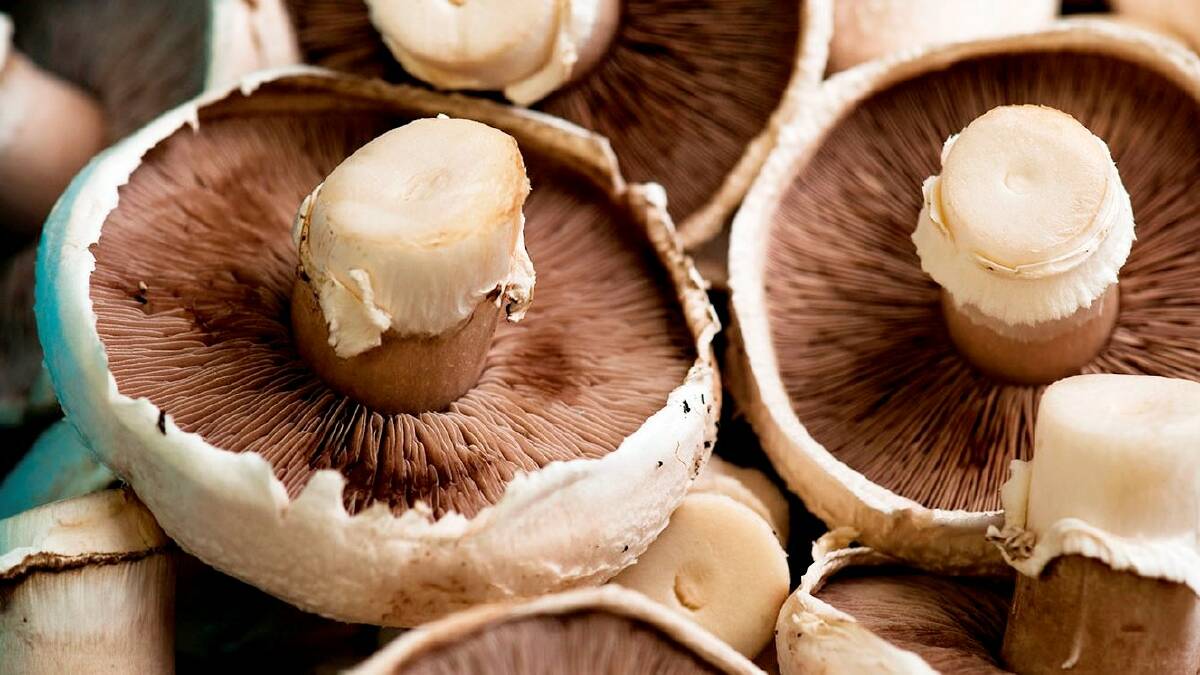 STOP PRESS Mushroom trend could see enthusiasts fill their buckets