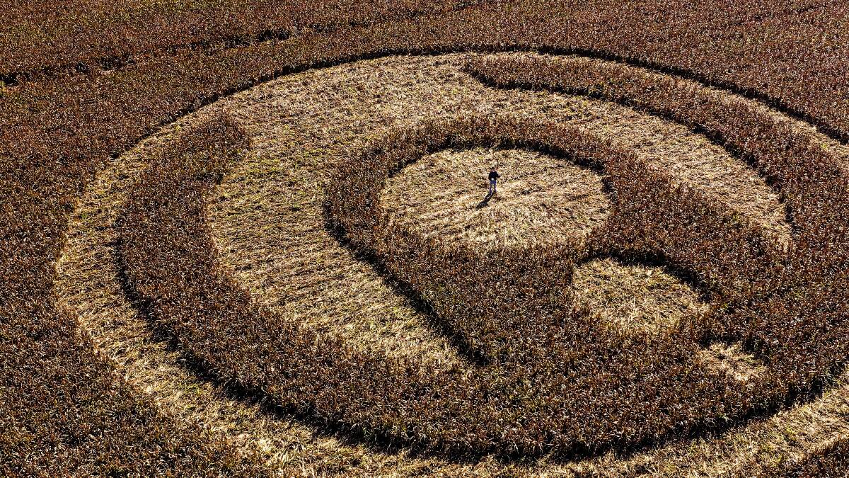 A crop circle in Narromine in the shape of a Lego Minifigure was created as part of a marketing ploy for the brand's new Lego Space range. Picture supplied