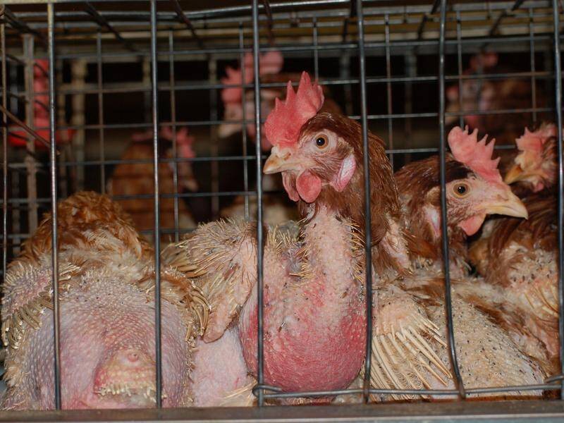 More than one million chickens are set to die in Victoria after H7N3 bird flu strain was detected. (Emma Hanswell/AAP PHOTOS)
