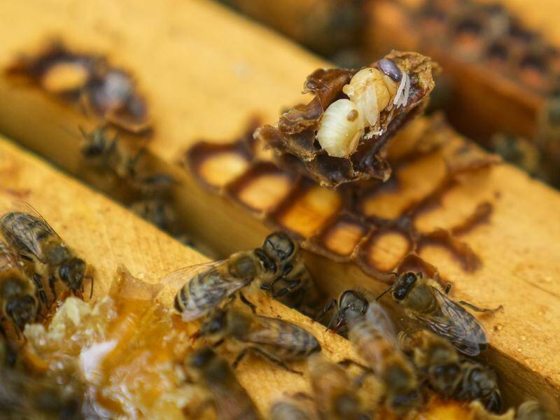 NSW authorities have reassured producers that a program to stop the varroa mite's spread is working. (AP PHOTO)